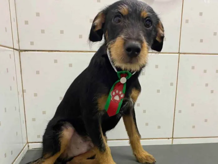 Cachorro raça Srd idade 2 a 6 meses nome Ícaro 