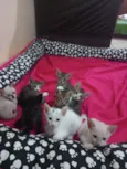 Gatinhos pra doação 