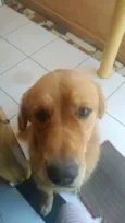 apolo