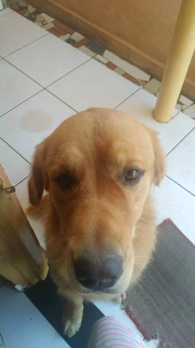 Cachorro ra a goldem idade 1 ano nome apolo