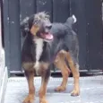 Zé pequeno
