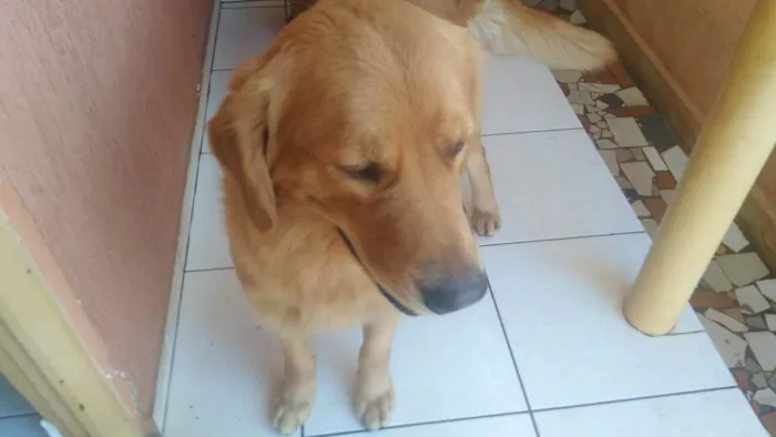 Cachorro ra a goldem idade 1 ano nome apolo