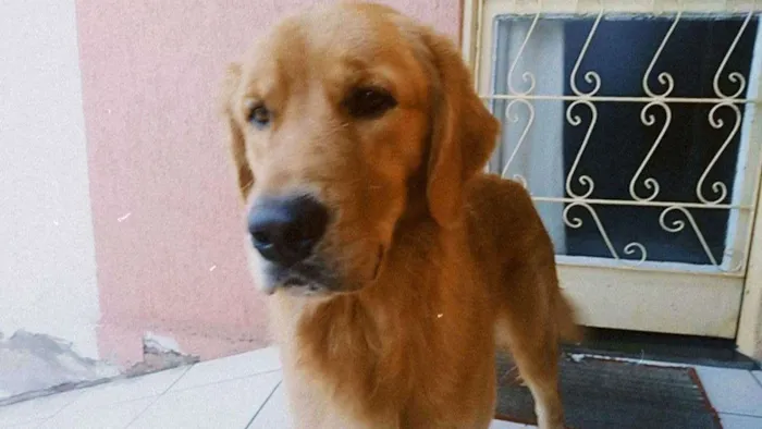 Cachorro ra a goldem idade 1 ano nome apolo