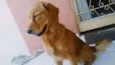 apolo
