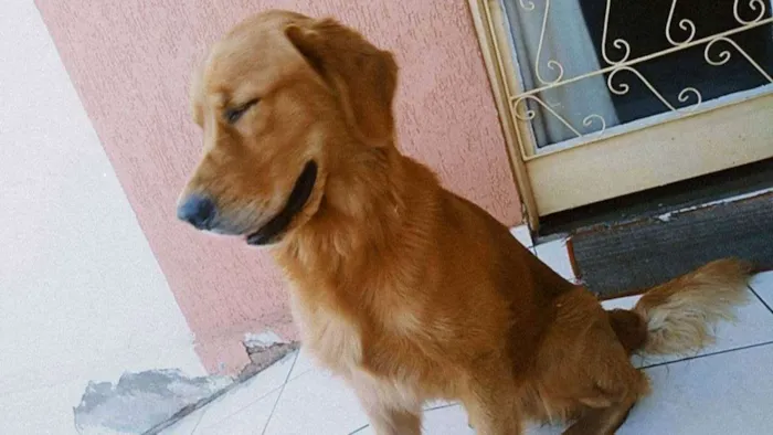 Cachorro ra a goldem idade 1 ano nome apolo