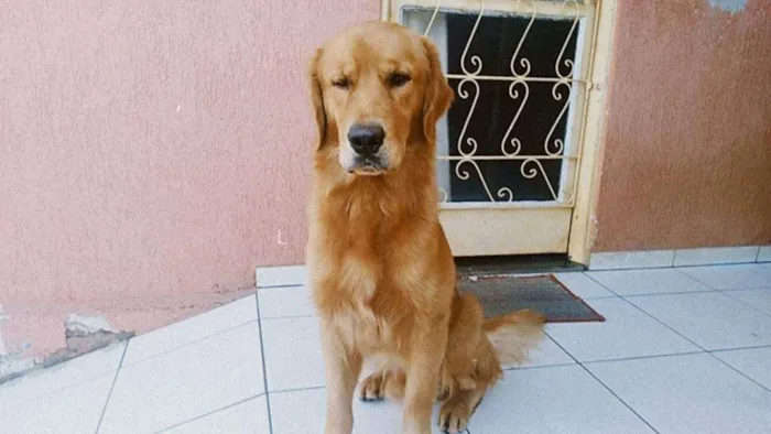 Cachorro ra a goldem idade 1 ano nome apolo