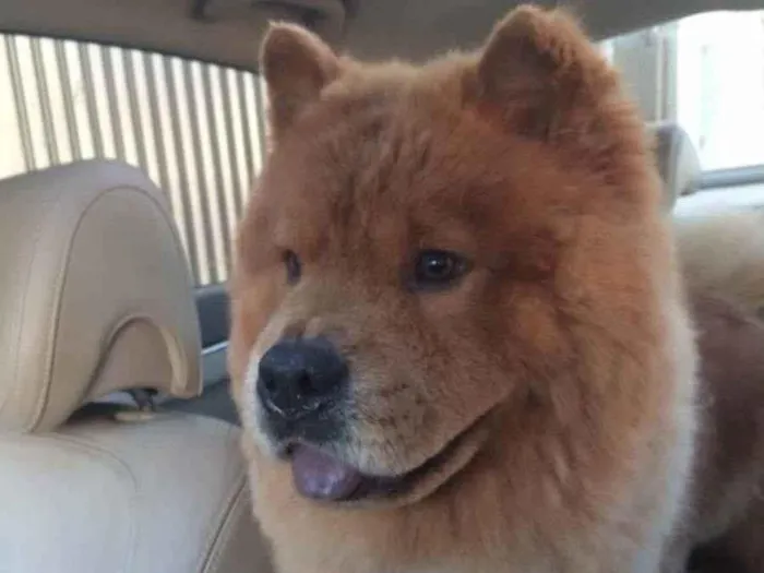Cachorro ra a Chow-Chow idade 6 ou mais anos nome Chope