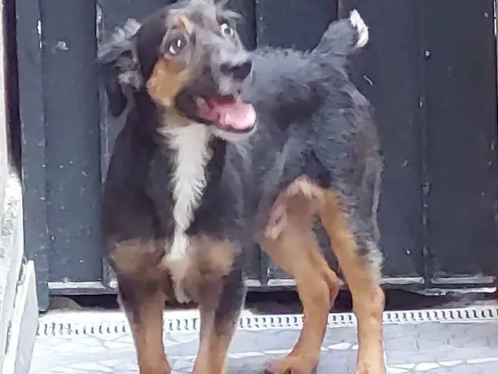 Cachorro ra a Srd idade 3 anos nome Zé pequeno 