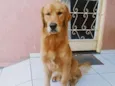 apolo