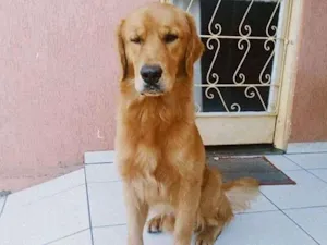 Cachorro raça goldem idade 1 ano nome apolo
