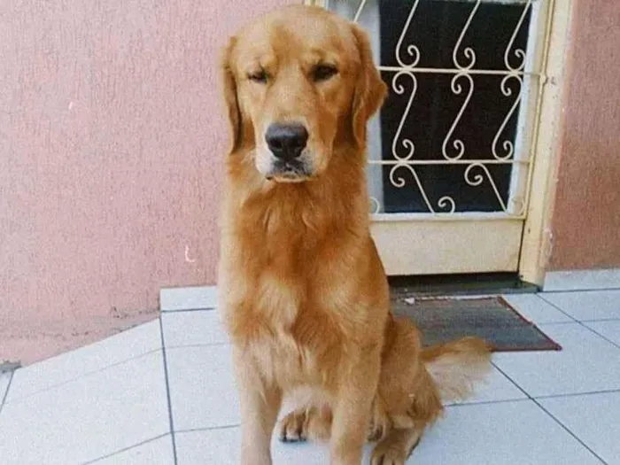 Cachorro ra a goldem idade 1 ano nome apolo