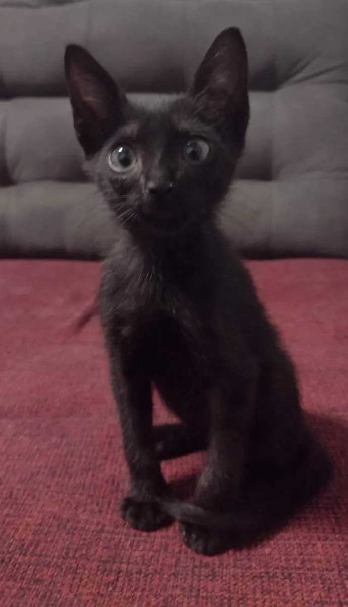 Gato ra a SRD idade 2 a 6 meses nome Sem nome