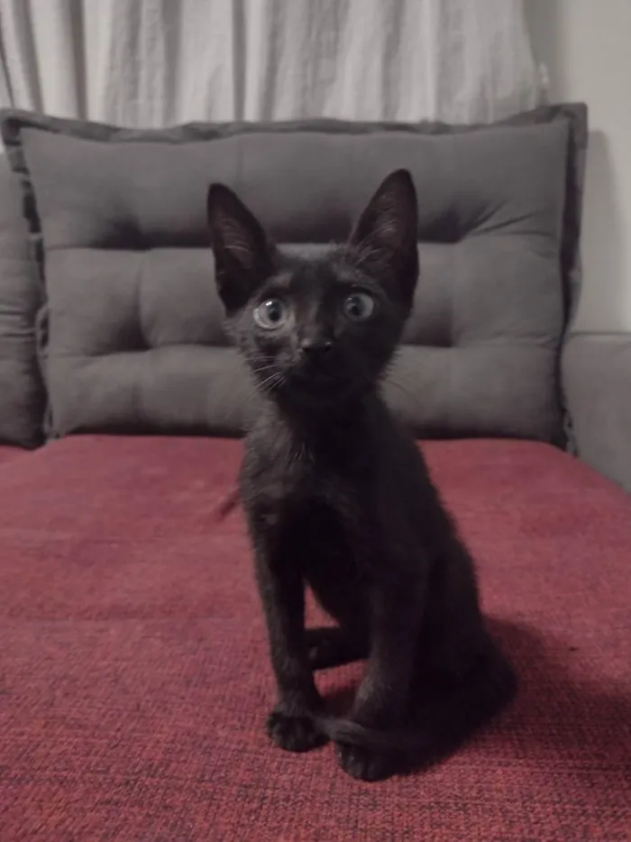 Gato ra a SRD idade 2 a 6 meses nome Sem nome