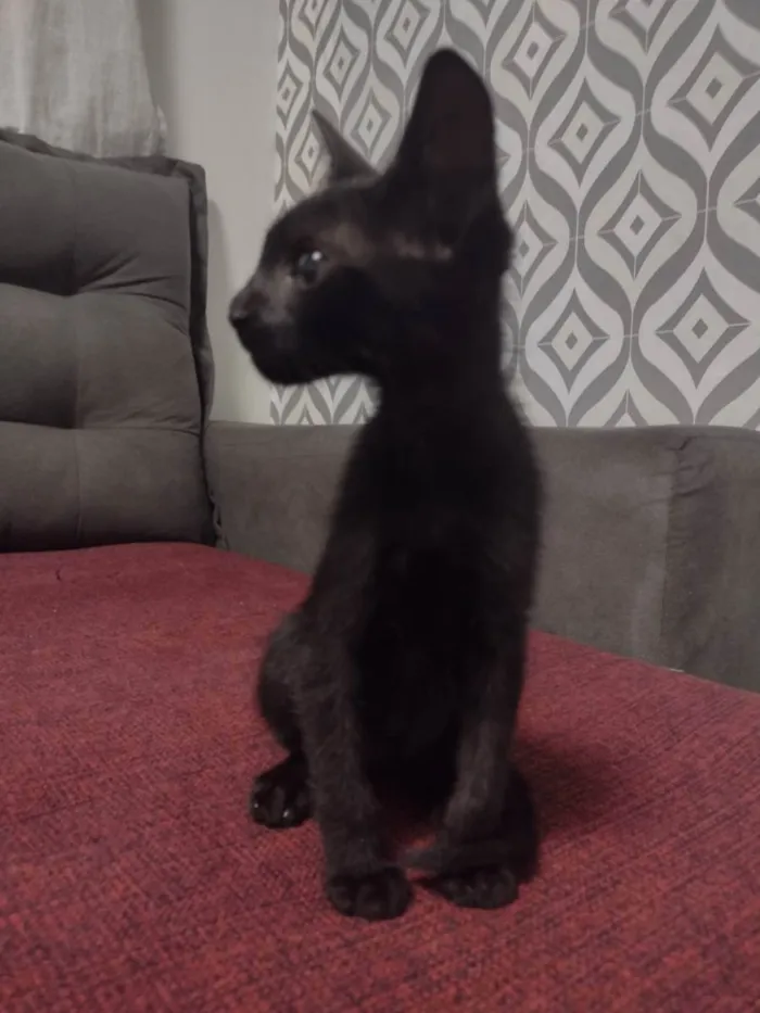 Gato ra a SRD idade 2 a 6 meses nome Sem nome