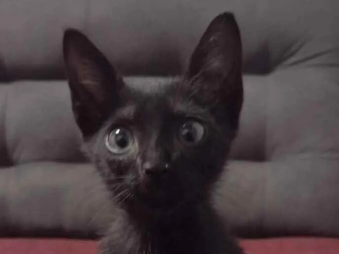 Gato ra a SRD idade 2 a 6 meses nome Sem nome