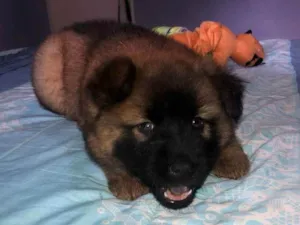 Cachorro raça Mix de chow chow idade Abaixo de 2 meses nome Mufasa