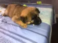 Cachorro raça Mix de chow chow idade Abaixo de 2 meses nome Mufasa