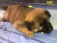 Cachorro raça Mix de chow chow idade Abaixo de 2 meses nome Mufasa