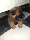 Cachorro raça Mix de chow chow idade Abaixo de 2 meses nome Mufasa
