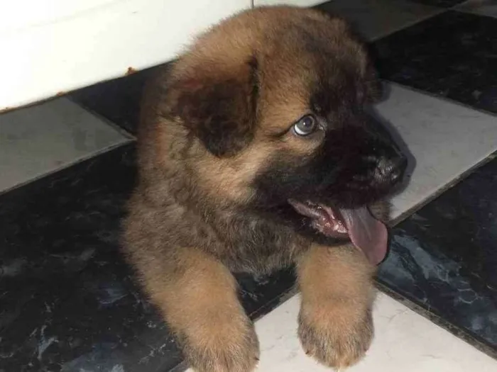 Cachorro raça Mix de chow chow idade Abaixo de 2 meses nome Mufasa