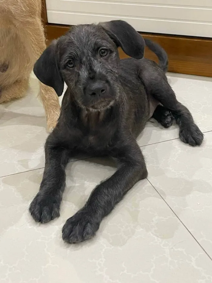 Cachorro ra a Srd idade 2 a 6 meses nome Lua e luck