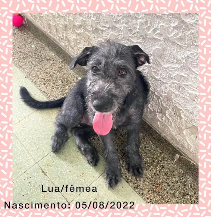 Cachorro ra a Srd idade 2 a 6 meses nome Lua e luck