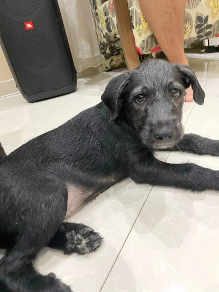Cachorro ra a Srd idade 2 a 6 meses nome Lua e luck