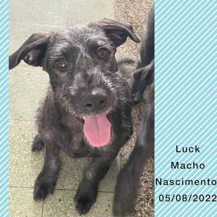 Cachorro ra a Srd idade 2 a 6 meses nome Lua e luck