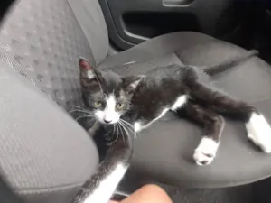 Gato raça Viralata idade 2 a 6 meses nome sem nome 