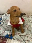 Cachorro raça SRD  idade 2 a 6 meses nome Sem Nome