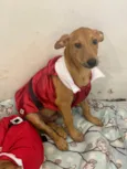 Cachorro raça SRD  idade 2 a 6 meses nome Sem Nome