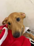 Cachorro raça SRD  idade 2 a 6 meses nome Sem Nome