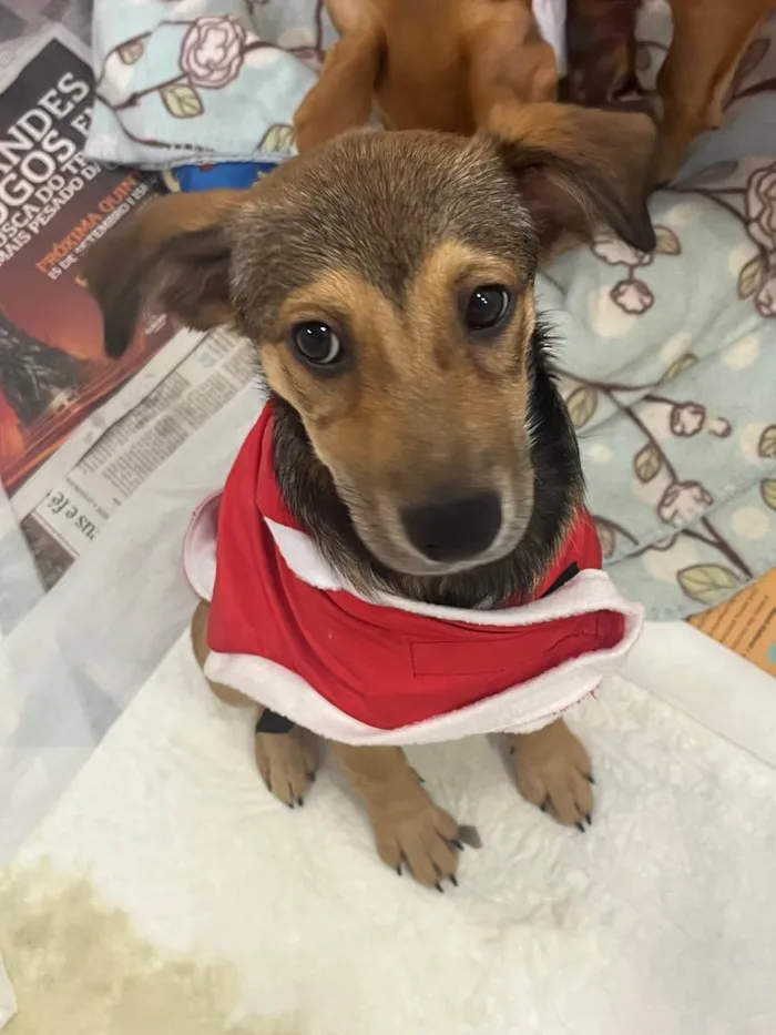 Cachorro raça SRD  idade 2 a 6 meses nome Sem Nome