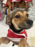 Cachorro raça SRD  idade 2 a 6 meses nome Sem Nome