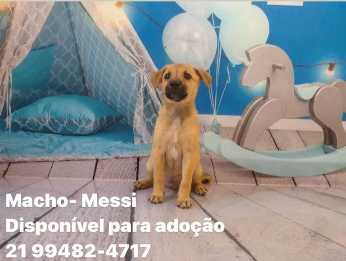 Cachorro ra a SRD idade Abaixo de 2 meses nome Filhotes 45 dias