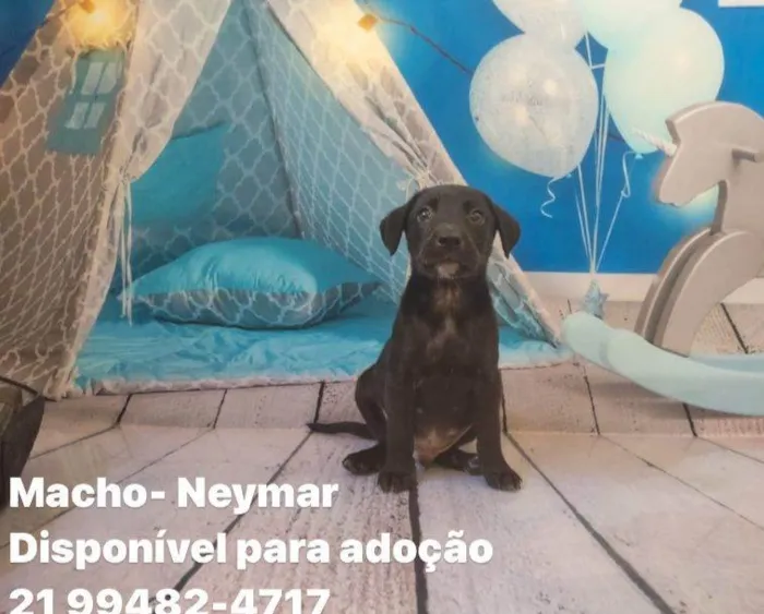 Cachorro ra a SRD idade Abaixo de 2 meses nome Filhotes 45 dias