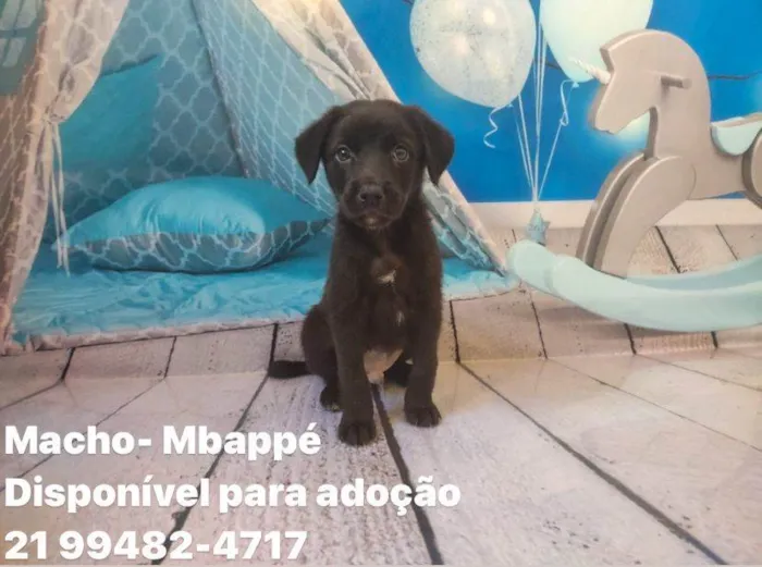 Cachorro ra a SRD idade Abaixo de 2 meses nome Filhotes 45 dias