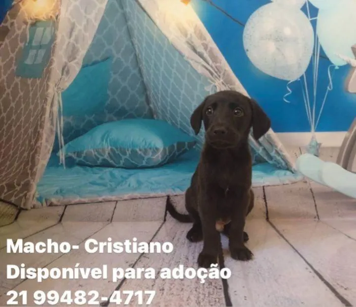 Cachorro ra a SRD idade Abaixo de 2 meses nome Filhotes 45 dias