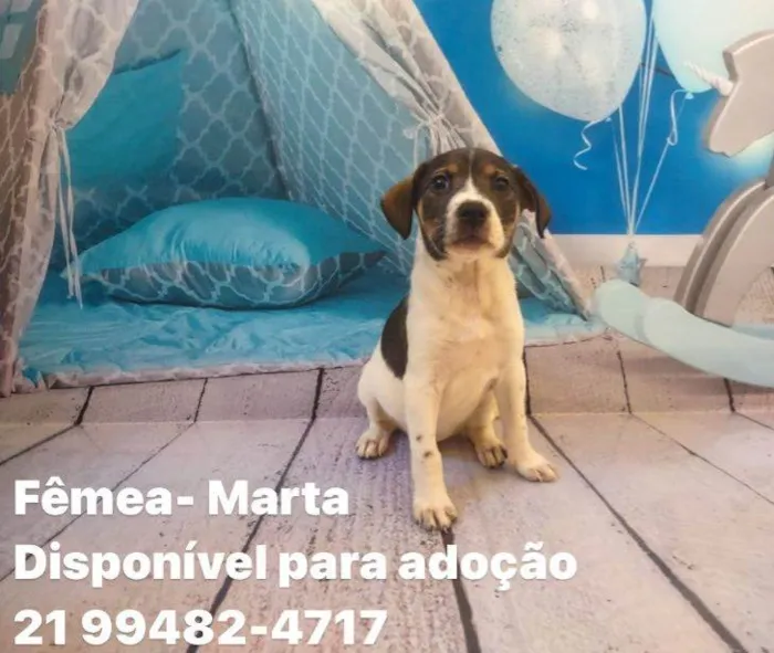 Cachorro ra a SRD idade Abaixo de 2 meses nome Filhotes 45 dias