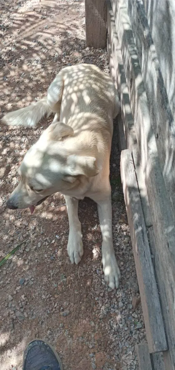 Cachorro ra a Labrador  idade 1 ano nome Nelso 