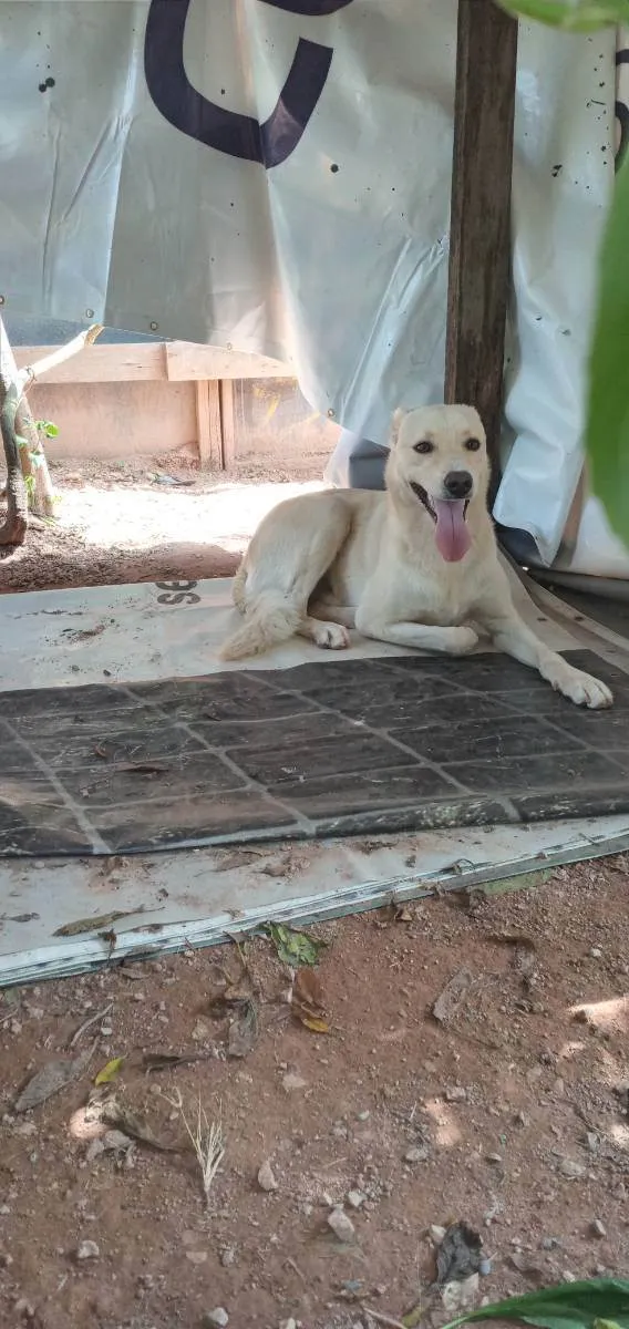 Cachorro ra a Labrador  idade 1 ano nome Nelso 