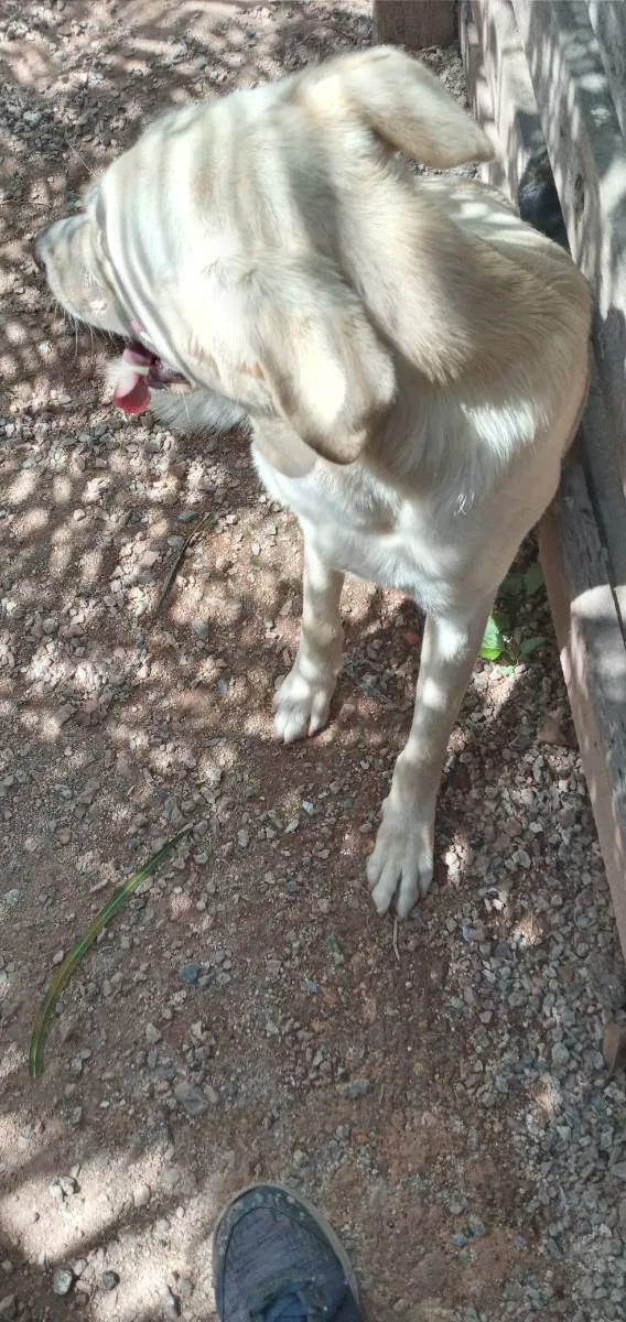Cachorro ra a Labrador  idade 1 ano nome Nelso 
