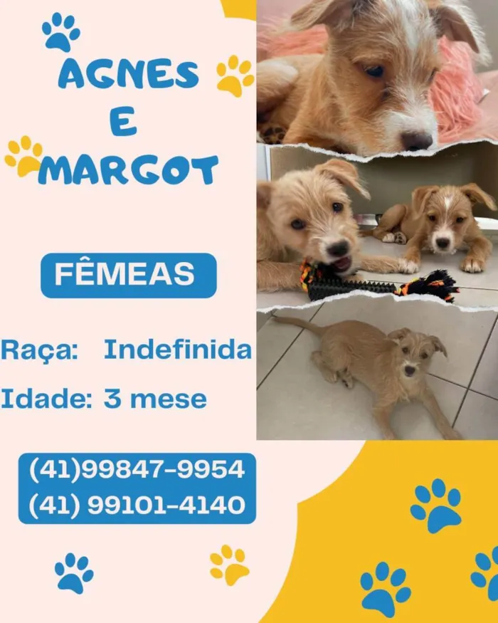Cachorro ra a Desconhecida idade 2 a 6 meses nome Agnes e Margot