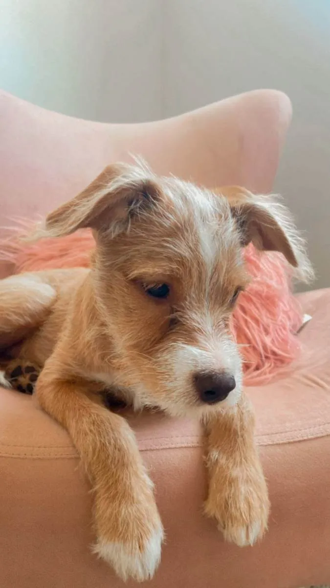 Cachorro ra a Desconhecida idade 2 a 6 meses nome Agnes e Margot