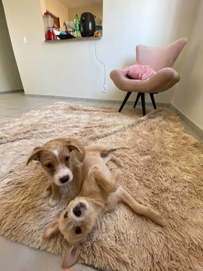 Cachorro ra a Desconhecida idade 2 a 6 meses nome Agnes e Margot