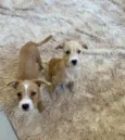 Agnes e Margot