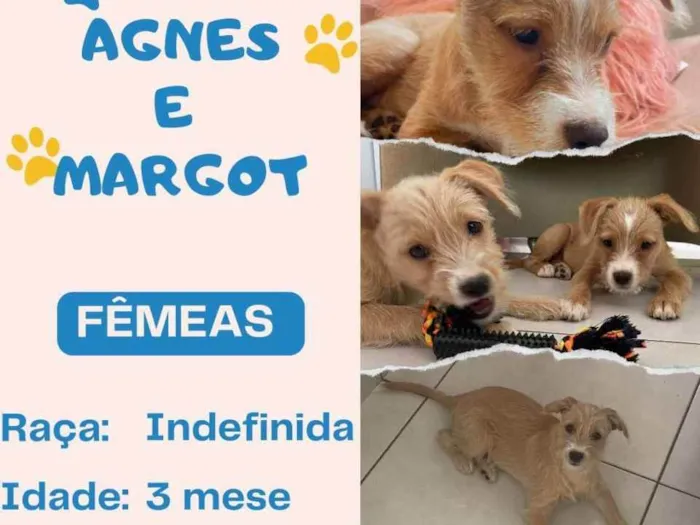 Cachorro ra a Desconhecida idade 2 a 6 meses nome Agnes e Margot