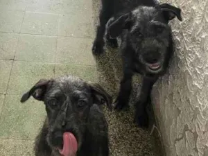 Cachorro raça Srd idade 2 a 6 meses nome Lua e luck