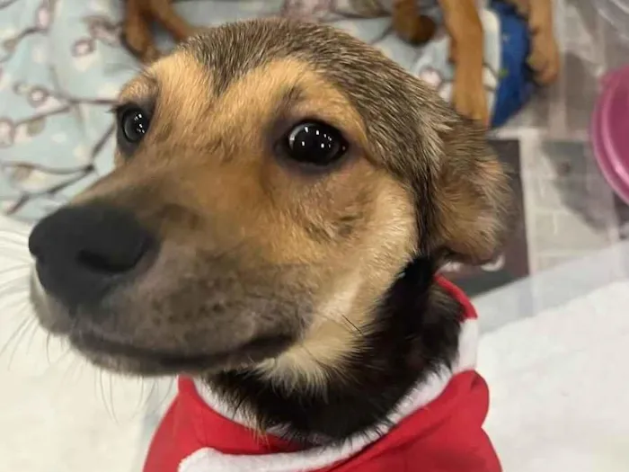 Cachorro raça SRD  idade 2 a 6 meses nome Sem Nome