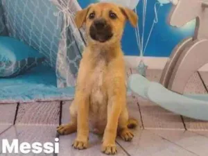 Cachorro raça SRD idade Abaixo de 2 meses nome Filhotes 45 dias
